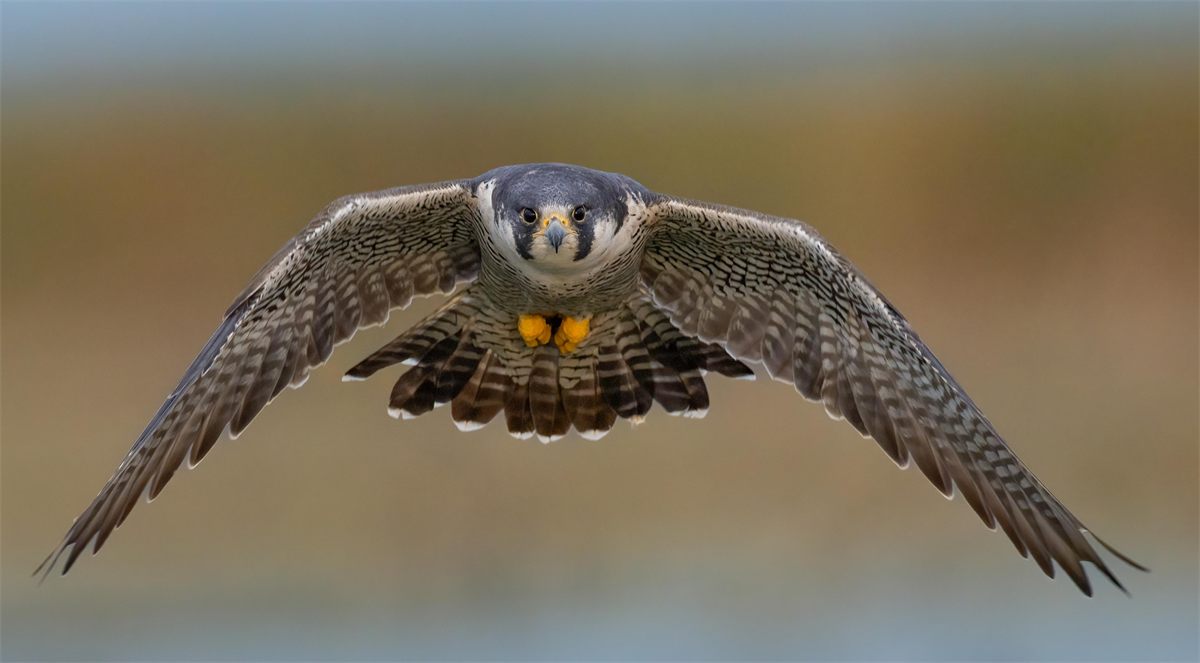 Halcón peregrino en pleno vuelo