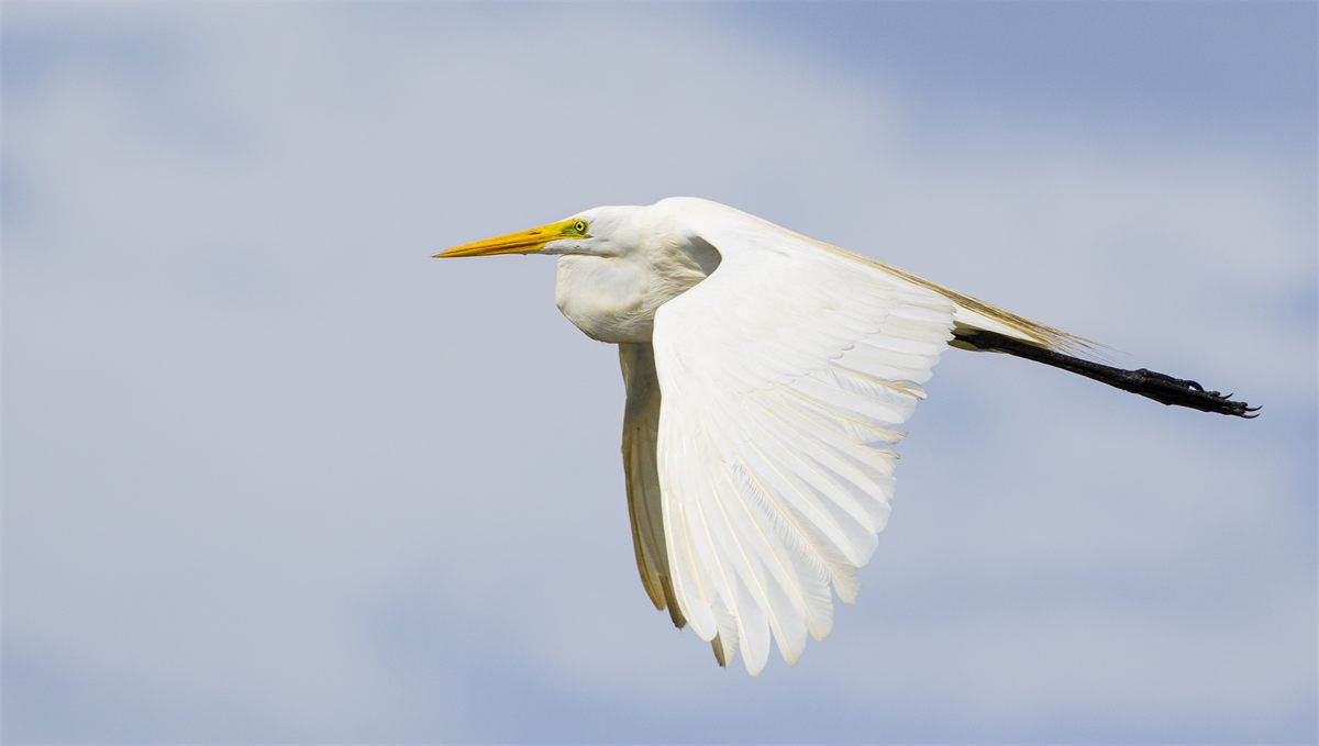 Ave marina blanca en pleno vuelo