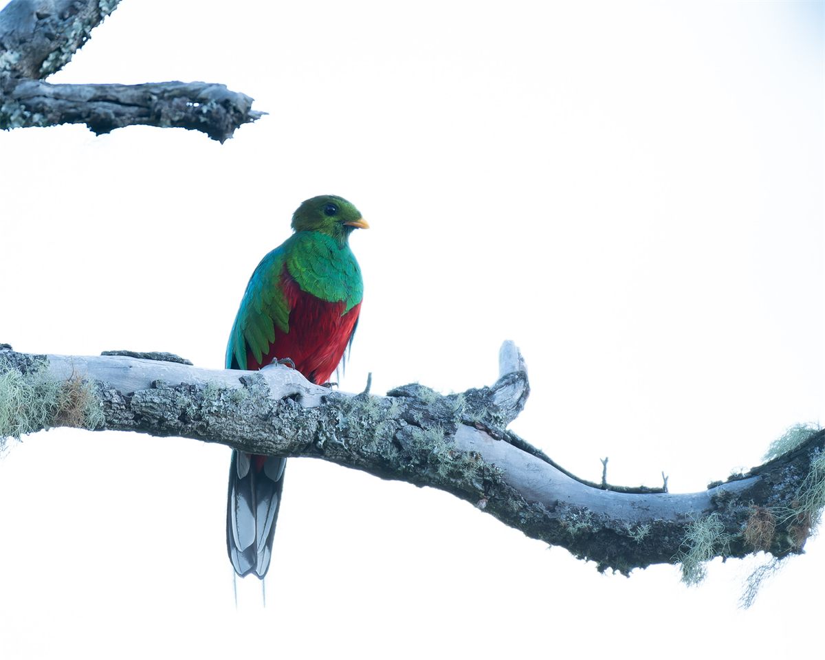 Quetzal resplandeciente posado sobre una rama