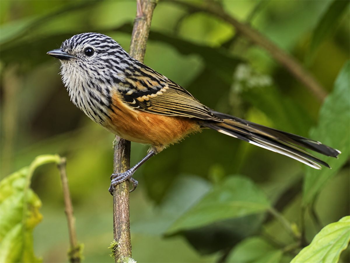 Tiluchí de Santa Marta posado en una rama