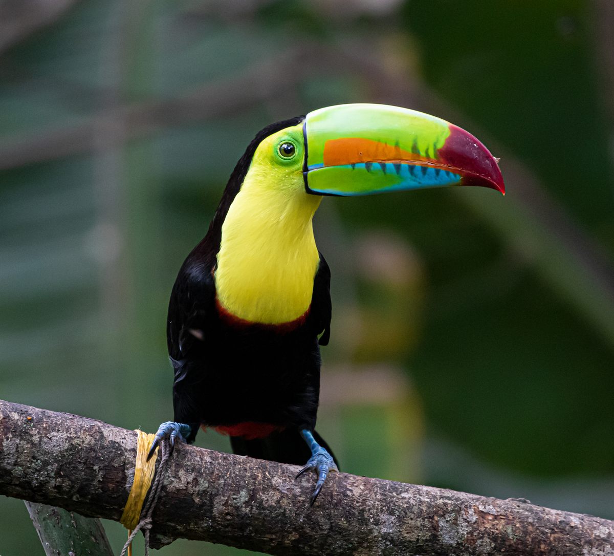 Tucán pico de canoa posado sobre una rama